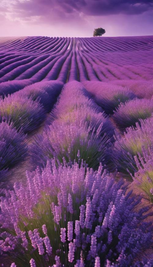 Une scène surréaliste d’une vague violette mystique se repliant doucement sur des rangées de champs de lavande en fleurs.