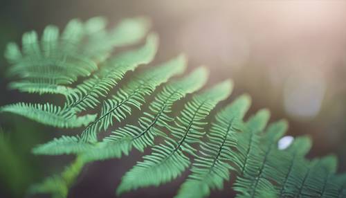 The delicate detail of a Fern's leaves, focusing on their fractal beauty.