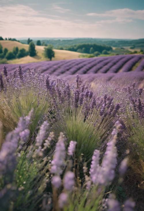 Una vista panorámica de colinas onduladas con campos de lavanda en flor que se mecen suavemente con la brisa de verano.