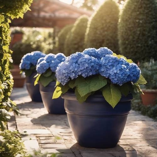 Macetas de terracota llenas de hortensias de color azul oscuro en un jardín iluminado por el sol