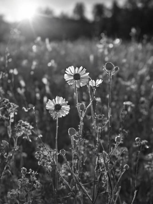 Several wildflowers captured against the backdrop of setting sun, stripped of color and replayed in black and white.
