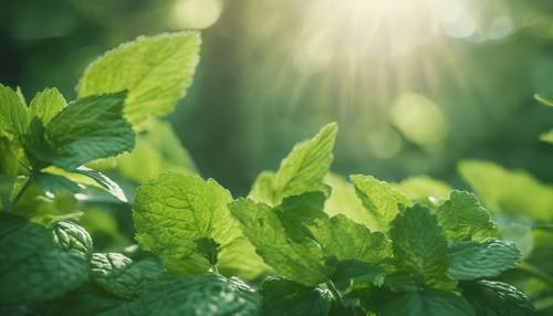 Ramitas de hojas de menta en verde bosque que crean una sensación fresca de verano.