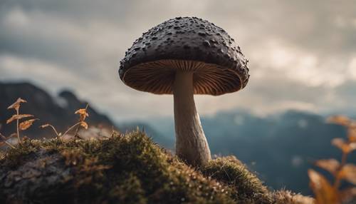 以山脉为背景，一朵孤立的深色蘑菇呈现出令人着迷的景象。