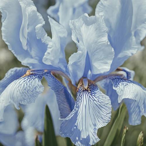 Un primo piano di un fiore di iride blu pastello con intricati motivi di petali.