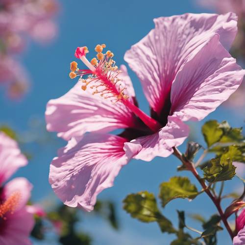 A close-up image of a pink and purple hibiscus blooming against a azure sky.