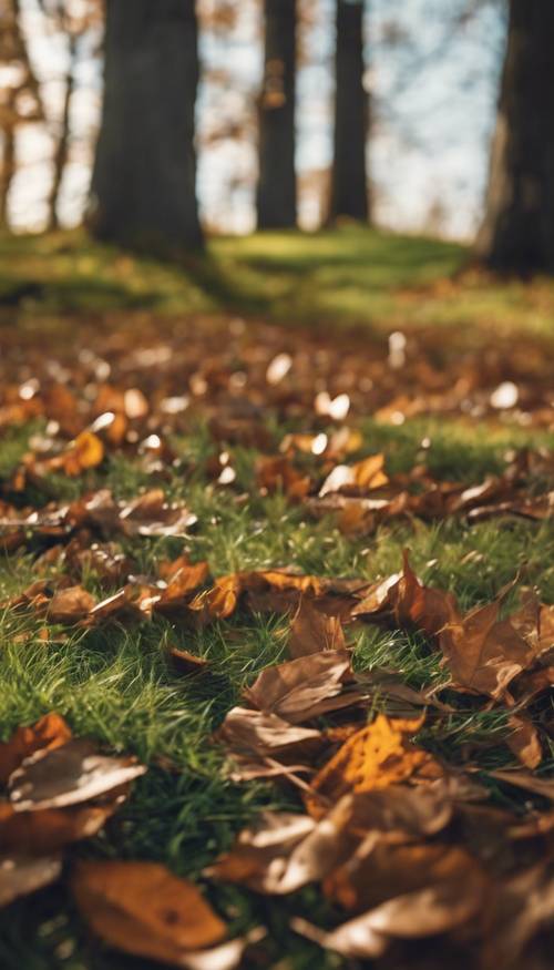 Jesienny krajobraz z zieloną trawą i brązowymi opadłymi liśćmi.