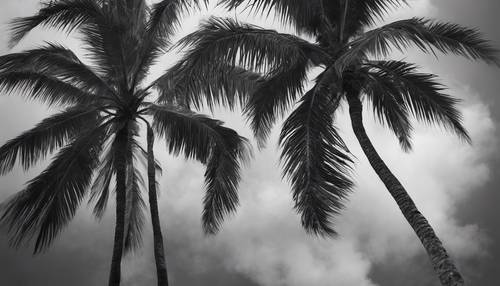 Obraz w skali szarości przedstawiający tropikalne palmy kłaniające się delikatnemu wietrzykowi.