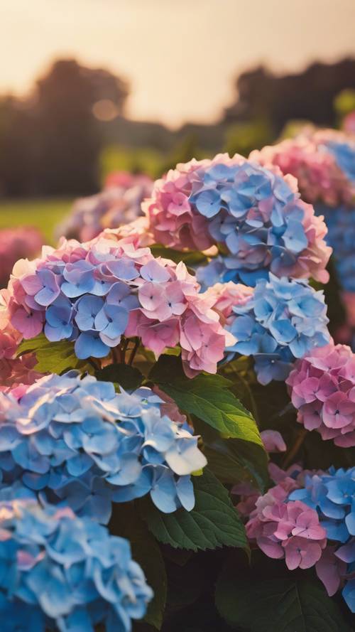 Kolorowy pokaz niebieskich i różowych kwiatów hortensji w pełnym rozkwicie w złotym wieczornym świetle słonecznym.