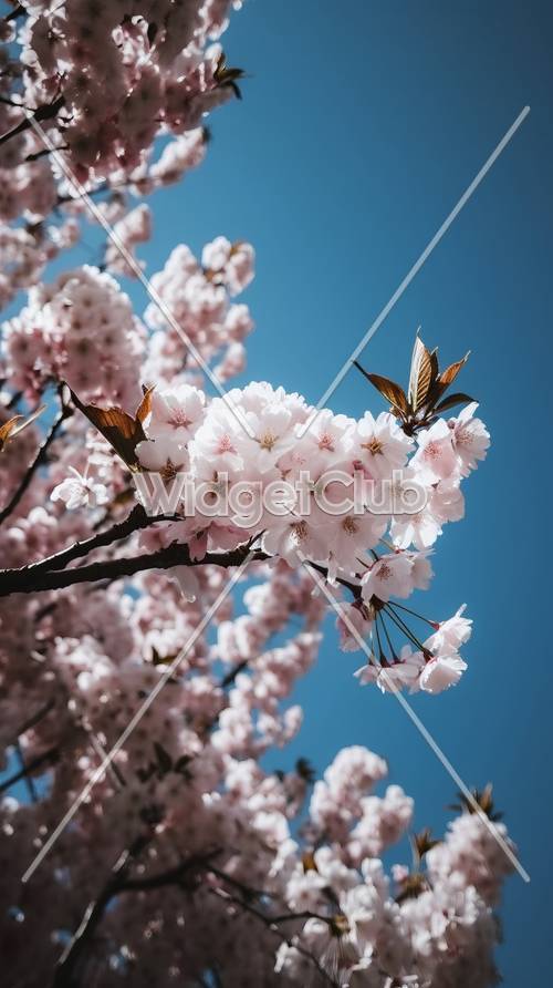Bellissimi fiori di ciliegio sotto un cielo azzurro brillante