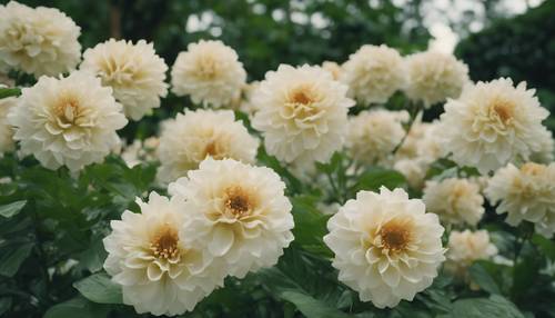Several cream flowers blooming beautifully in a lush, green botanical garden.
