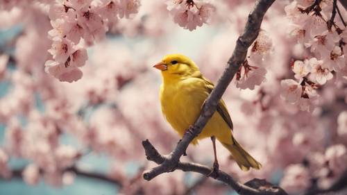 An old parchment featuring an image of a yellow canary sitting on the branch of a blooming cherry blossom tree.