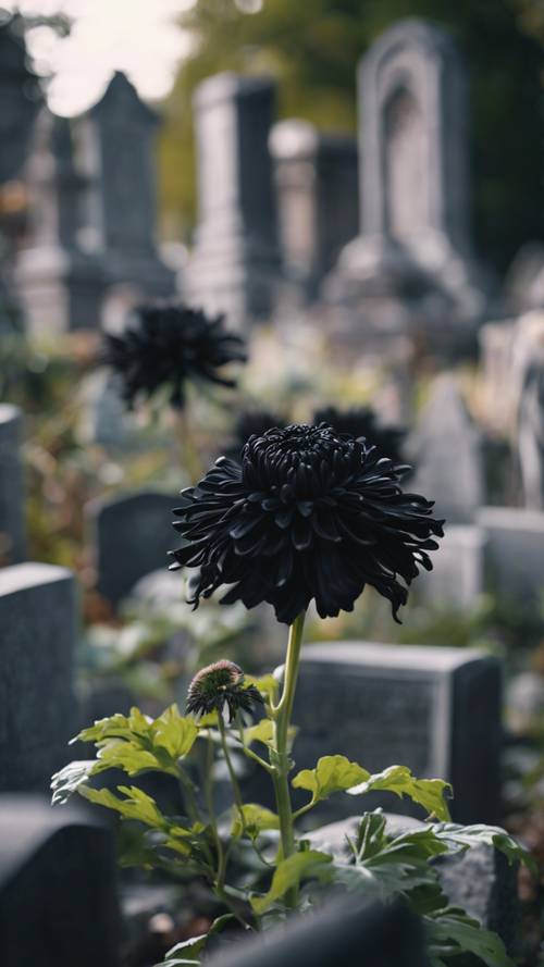 Czarna chryzantema na cmentarzu przedstawiająca eteryczną równowagę między życiem a śmiercią.