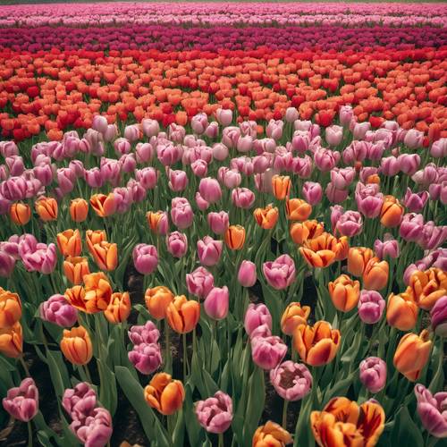 Eine opulente Palette traditioneller niederländischer Tulpen, die eine atemberaubende Blumenpanoramalandschaft bilden.