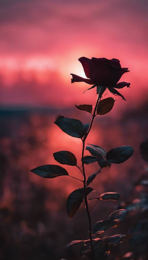 Eine lebendige Sonnenuntergangslandschaft mit einer dunklen Rosensilhouette im Vordergrund.