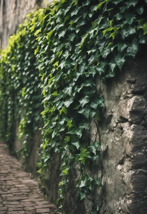 古い石の庭の壁に這う濃い緑色のつる植物