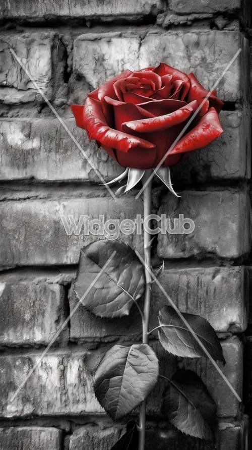 Red Rose on Gray Brick Wall