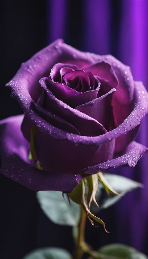 Uma rosa roxa contra um tecido de veludo preto, brilhando sob uma suave iluminação ambiente.