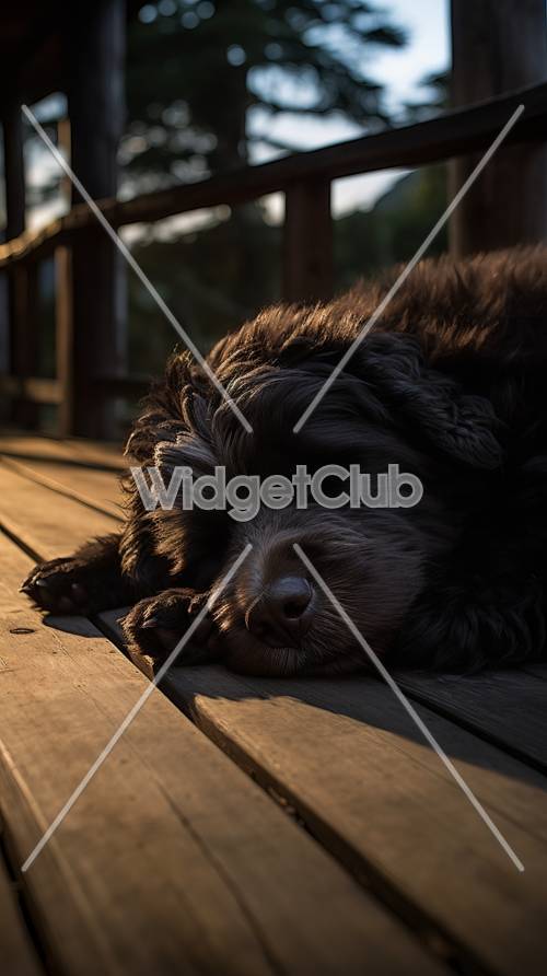 Спящий щенок в свете заката