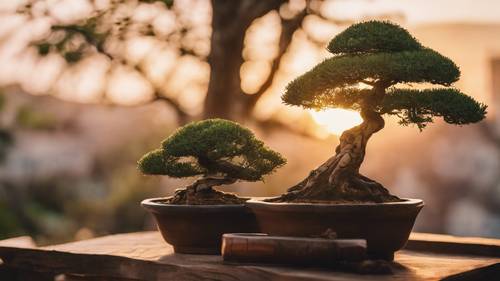 A peaceful bonsai tree in the beams of sunset, with the quote 'When things change inside you, things change around you.' gently written in the evening light.