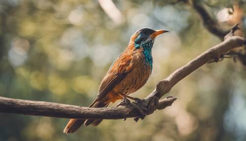 Un oiseau vibrant avec des motifs d&#39;ailes uniques de couleur beige perché sur une branche en bois.