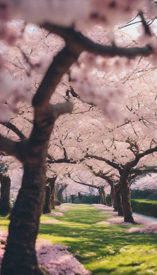 Um tranquilo jardim repleto de flores de cerejeira no Japão durante a primavera. Papel de parede [882bb4e8fd6547308654]