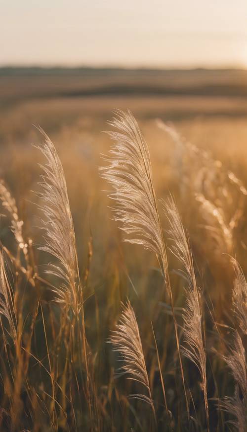 朝の草原の美しい壁紙 - 朝露にキスされた草が風に揺れる