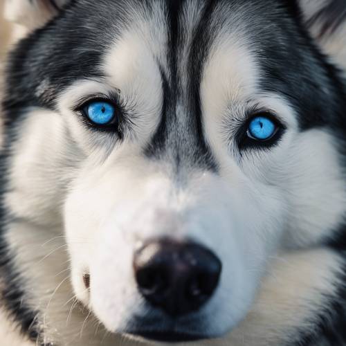 Olhos velhos e sábios de um Husky Siberiano com uma íris azul escura texturizada refletindo sabedoria.