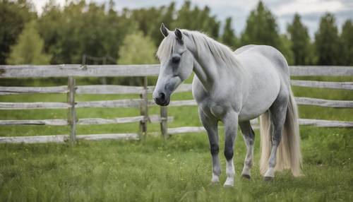 Small grey lipizzaner horse grazing on green grass in a pasture.