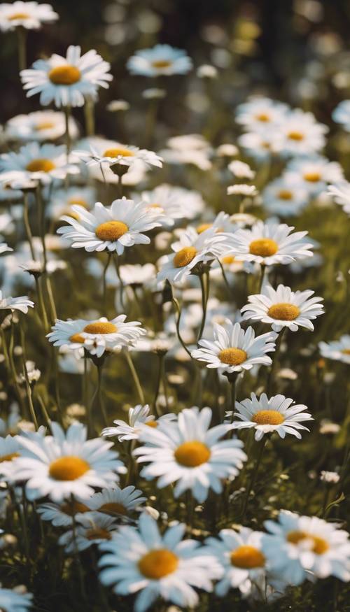 Un jardin ensoleillé rempli de marguerites blanches et lumineuses.