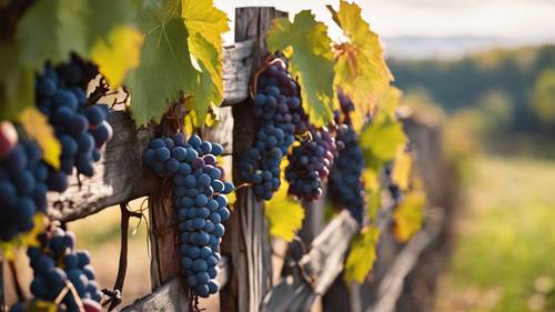 Eine Szene Ende September mit üppigen Weinreben, die über einen rustikalen Holzzaun drapiert sind