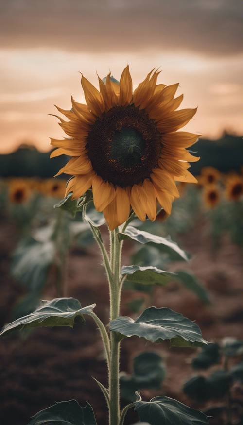 Eine einzelne dunkle Sonnenblume in voller Blüte vor einem dämmrigen Abendhimmel.