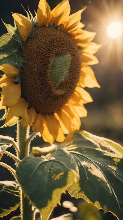 Smiling sunflower in a golden afternoon light giving off an aura of warmth.