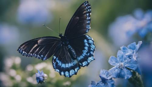 一隻美麗的黑色和藍色蝴蝶在一朵神奇的藍色花朵上的特寫。