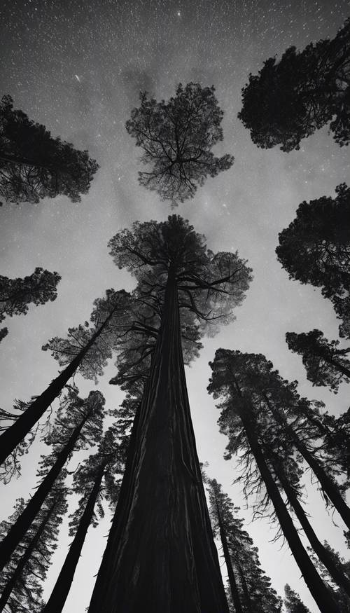 A imagem surreal em preto e branco de uma sequóia gigante sob o céu estrelado.