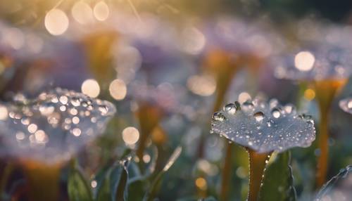A close up shot of dew drops on fresh morning flowers. Wallpaper [6c6ea463e3b54636a208]