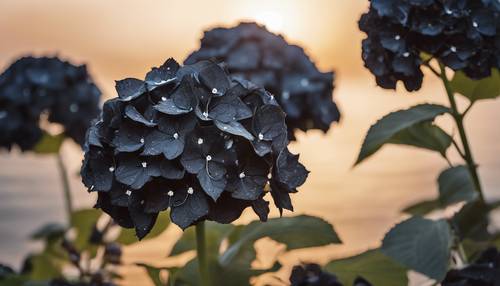 A bouquet of black hydrangeas against a setting sun.