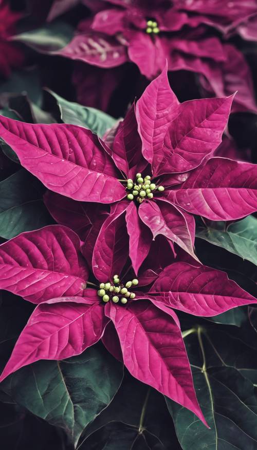 Tanaman poinsettia ungu cerah, yang dikenal sebagai Bintang Natal, sedang mekar penuh.