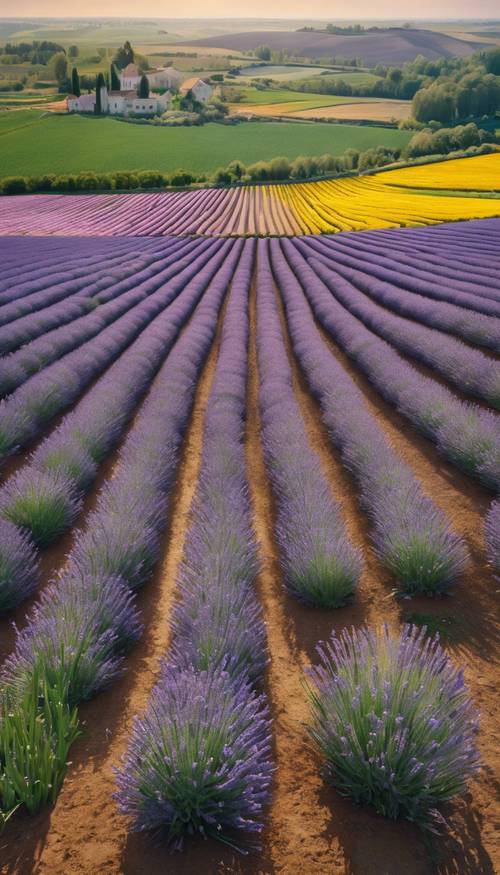 Pemandangan indah dari hamparan bunga lavender, tulip, dan bunga matahari yang mekar penuh.