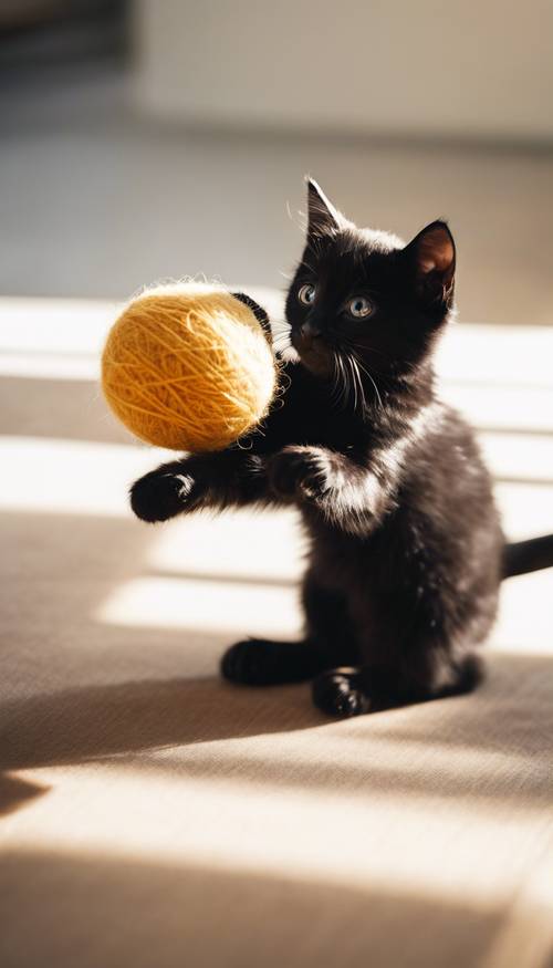 Anak kucing hitam lincah dengan bulu berkilau, bermain dengan bola wol di ruangan yang cerah.