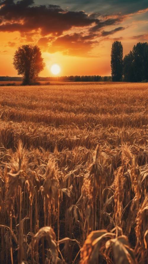 A vivid and colorful sunset over a harvest field in September.