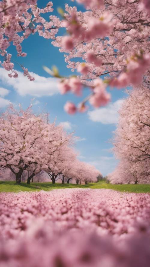 Wiosenny krajobraz pełen różowych drzew wiśni o złotych końcówkach w pełnym rozkwicie.