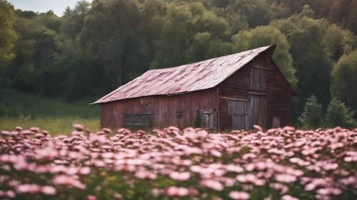 Stara stodoła z zardzewiałym blaszanym dachem, otoczona różowymi stokrotkami.
