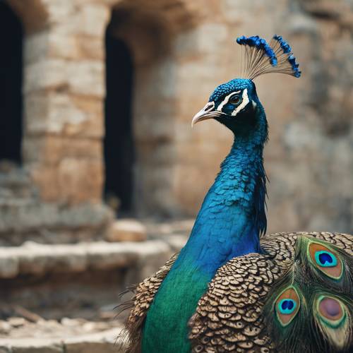 An inquisitive peacock in the ruins of an old castle, exploring the area with its tail-feathers draped elegantly behind it.