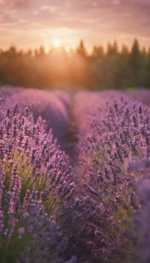 Un campo infinito, sereno y fascinante de fragante lavanda bajo un brillante amanecer de verano.