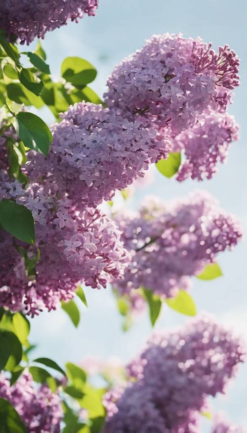 Fresh lilac flowers blooming beautifully against the bright sky in a springtime garden.