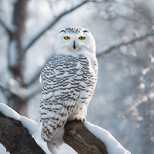 Eine Schneeeule mit schwachen weißen Streifen sitzt friedlich auf einem Ast.