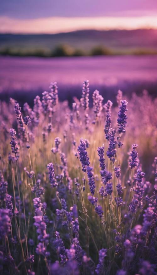 황혼의 부드러운 빛을 받아 아름다운 보라색 라벤더 밭.