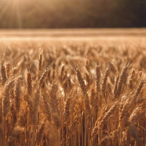 Eine warme braune Aura, die während der Erntezeit über einem Weizenfeld schwebt.