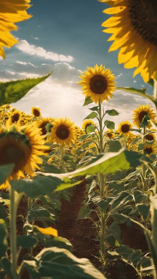 A sunflower field spread across the plain, radiating warmth under the midday sun ផ្ទាំង​រូបភាព [06b93161345040b0a8ac]