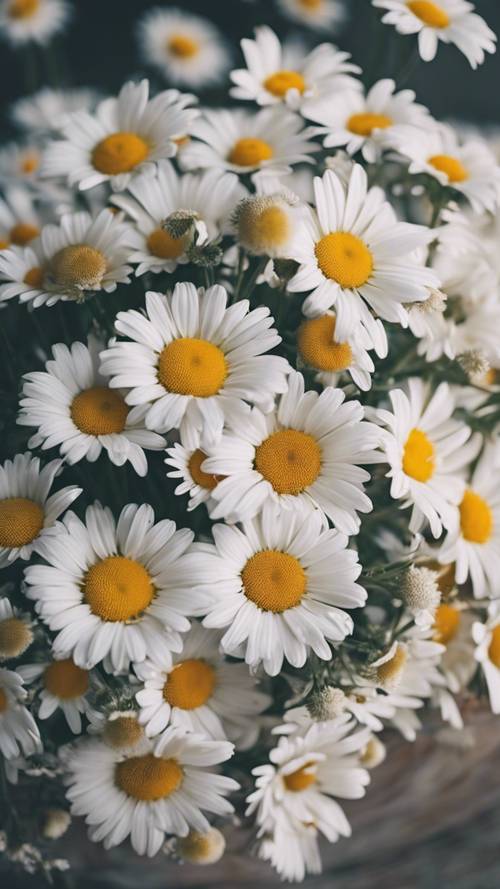 由精緻的白色雛菊製成的華麗花束。